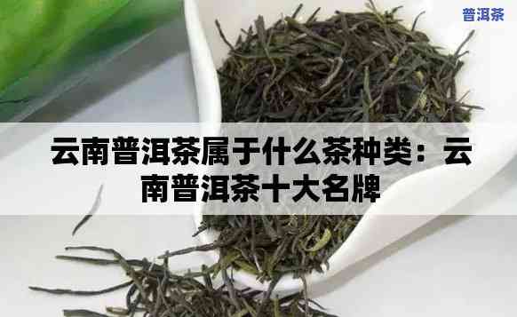 云南普洱茶名雪直播-云南名茶普洱属于哪种茶