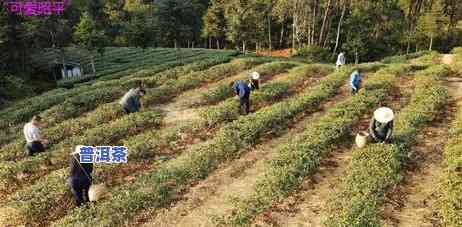 今年春茶普洱茶品质怎样，今年春茶普洱茶品质怎样？最新品尝报告与分析