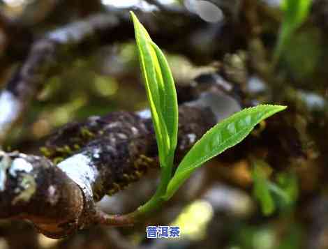 刚压好的普洱茶为什么不存在散茶-刚压好的普洱茶为什么不存在散茶香