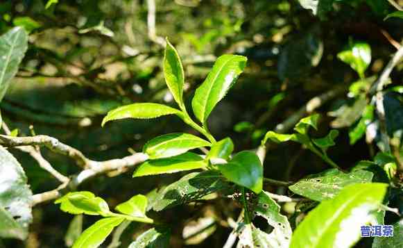 今年春茶价格如何？特别关注古树普洱的价格走势