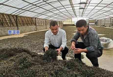 06年大渡岗普洱茶，品鉴历史：06年大渡岗普洱茶的特别魅力与价值