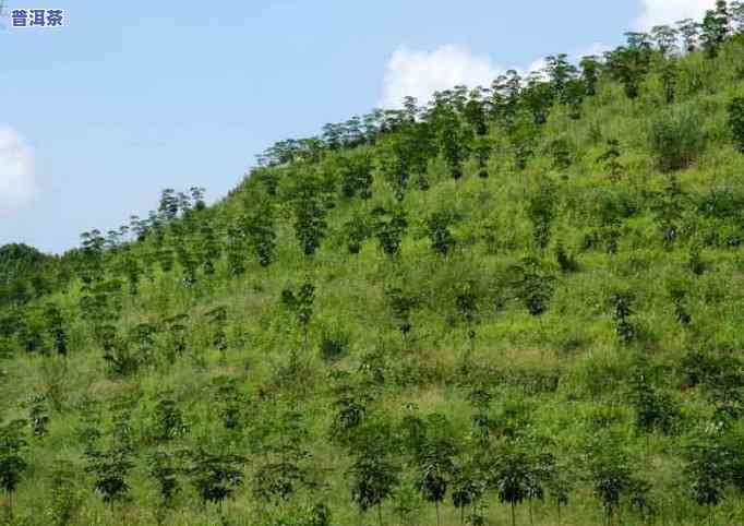 刚压好的普洱茶为什么不存在散茶-刚压好的普洱茶为什么不存在散茶香