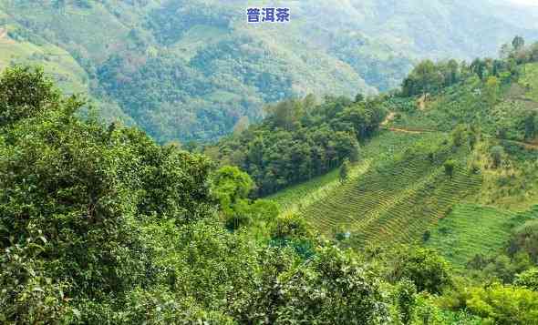 普洱茶西半山茶叶特点，探秘普洱茶：西半山茶叶的特别特点与魅力