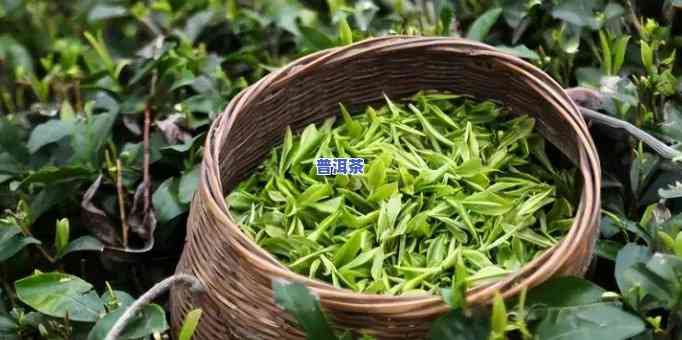 普洱茶有机代表什么-普洱有机茶是什么意思