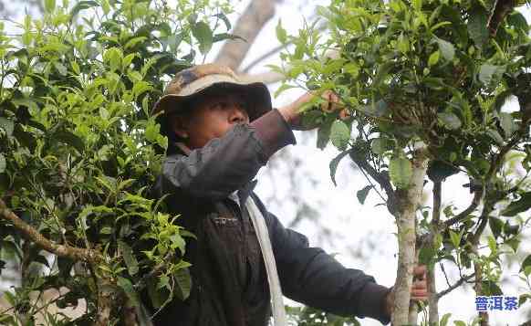 探究小勐峨古树普洱茶的独特特点与魅力