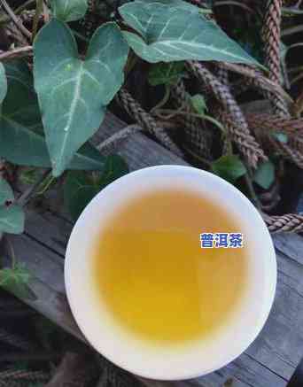 9年陈普洱生茶的价格与饮用价值分析