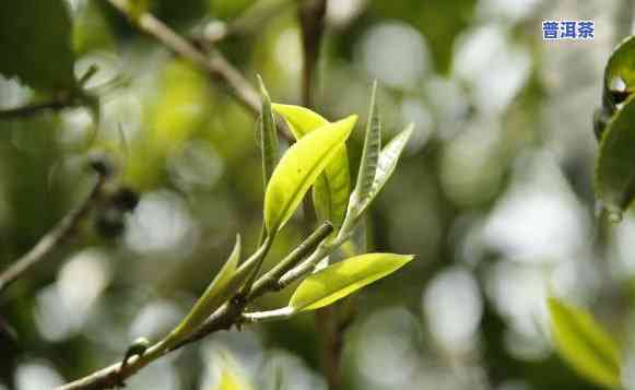 普洱茶是什么叶子，揭秘普洱茶的叶子来源：你所不知道的知识点