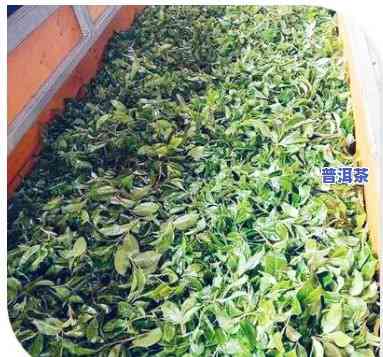 2019-2020年老班章毛茶、毛料及茶叶价格全解析