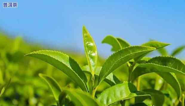 普洱茶夏茶是几月到几月，普洱茶夏茶采摘时间：从几月到几月？