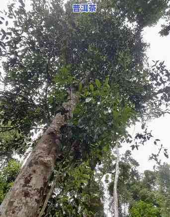 普洱高杆古树茶价格多少？详解高杆古树茶概念及市场价格