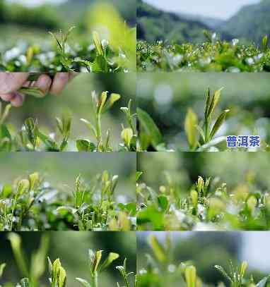 采摘春茶普洱茶视频播放大全下载