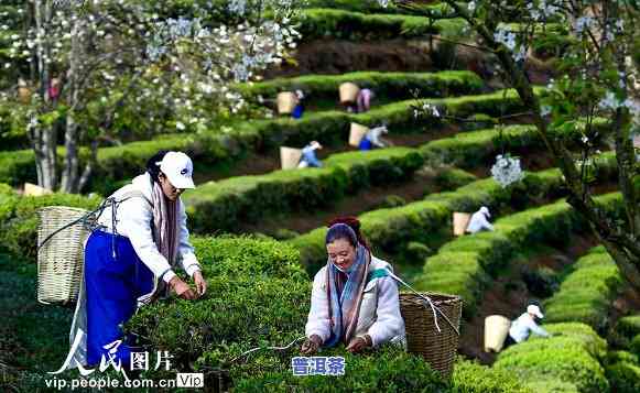 采摘春茶普洱茶视频-采摘春茶普洱茶视频教程