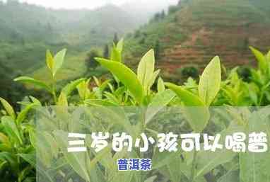 3岁宝宝能否喝普洱茶？