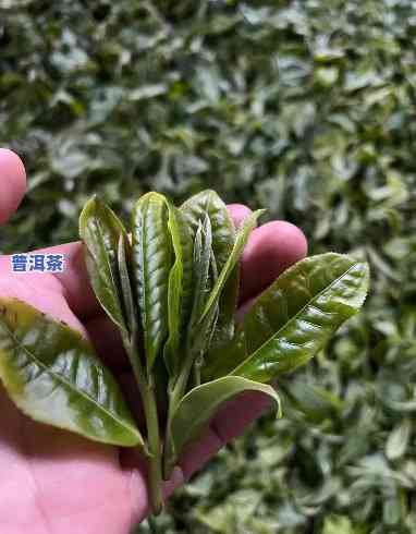 经久耐泡的茶叶有哪些，推荐几种经久耐泡的好茶，让你一次喝个够！