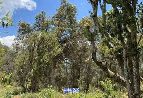 大雪山普洱茶是哪个茶区，探寻茶叶之旅：揭示大雪山普洱茶的产地与茶区