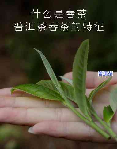 普洱知春茶是什么茶-普洱知春茶又叫什么茶