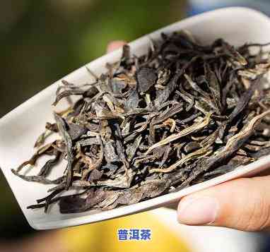 普洱青毛茶：是什么类型的茶种？