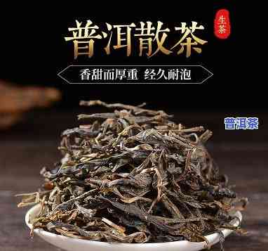 普洱青毛茶：是什么类型的茶种？