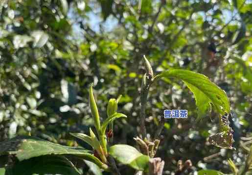 普洱茶青毛茶是红茶还是绿茶，普洱茶青毛茶：是红茶还是绿茶？