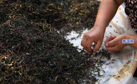 普洱茶炒茶步骤详解：图解全过程