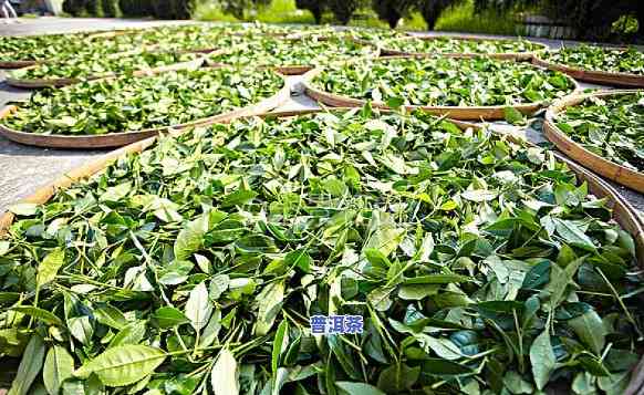 普洱茶能拿出来晒吗，普洱茶可以晾晒吗？专家解析茶叶晾晒的正确方法