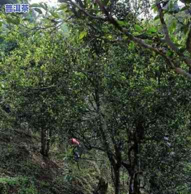 昌宁大印山普洱茶，探寻云南昌宁大印山，品味正宗普洱茶的特别魅力