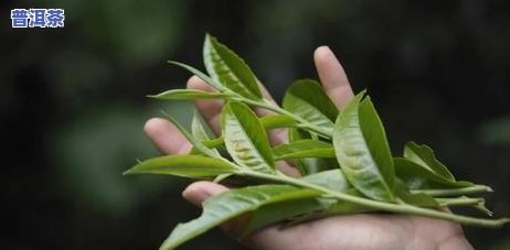 普洱茶，品味云南特色：探秘普洱茶的世界