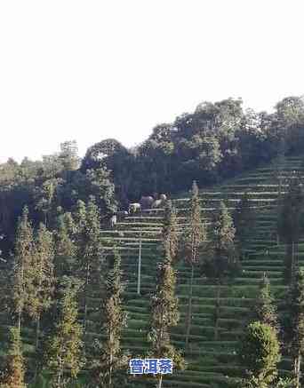 普洱海拔高吗，揭秘普洱：这个茶产区的海拔有多高？