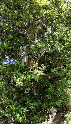 云南凤庆3200年古茶树，揭秘云南凤庆3200年古茶树：历史与神秘的完美结合