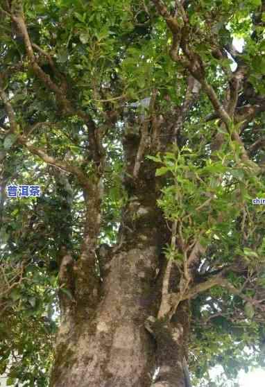 凤庆古树茶3200年：价格与历史解析