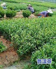 普洱茶生茶与熟茶的比较：口感、减肥效果及收藏价值全解析