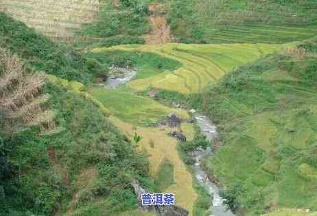 普洱茶怎样取名？怎样才能取得好听的名字？从哪些方面考虑更佳？