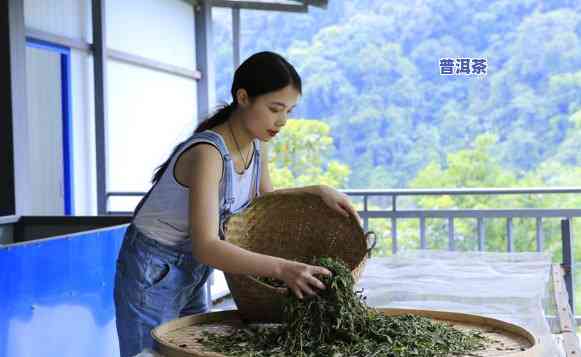 佛山美女收购普洱茶厂，佛山美女成功收购普洱茶厂，开启新的茶叶事业