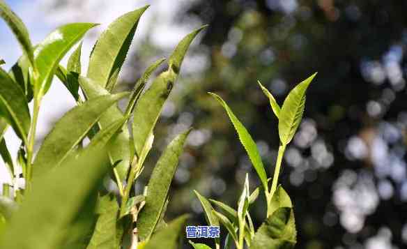 普洱源头茶业，探索普洱源头茶业：揭秘优质茶叶的诞生地