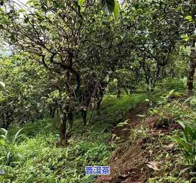 普洱茶源头助农直播-普洱茶源头供应