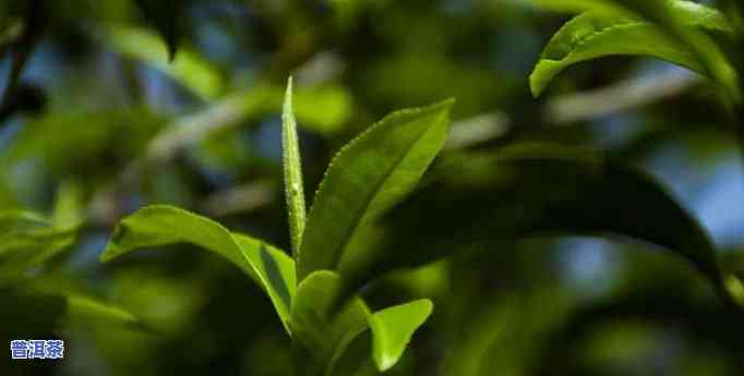 普洱有机茶什么时候提出的，探究历史：普洱有机茶何时提出？