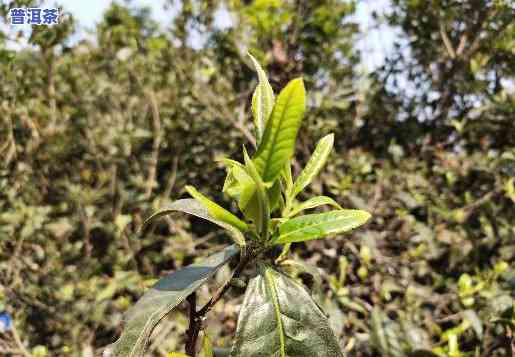 普洱绿生茶：究竟属于什么茶种？