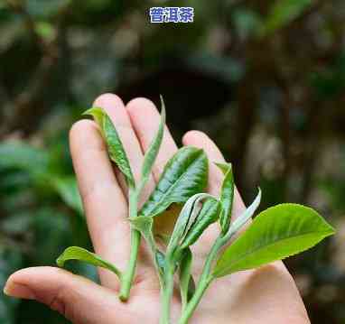 生普洱绿茶，探索健康饮品新选择：生普洱绿茶的魅力与功效