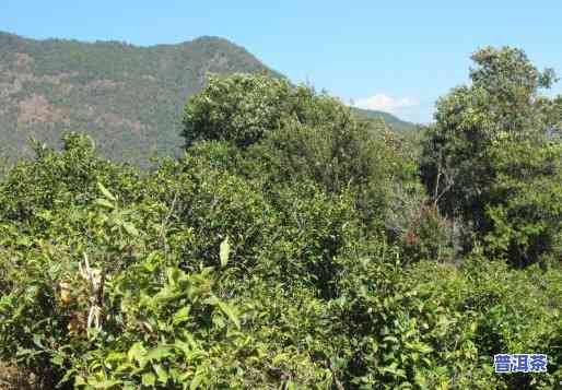 云南临沧永德秀林普洱茶厂，【秀林茶业】永德大雪山有机野生古树茶——云南临沧永德秀林普洱茶厂