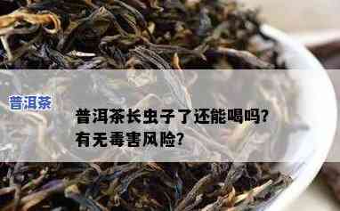 普洱茶被虫咬纸都烂了还能喝吗？有无害风险？相关图片揭示实情