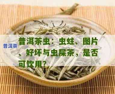 普洱茶被虫子咬过后是不是还能饮用？有无副作用？附图解析