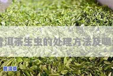 普洱茶被虫子咬过后是不是还能饮用？有无副作用？附图解析