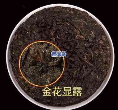 普洱生茶长生金花茶-长金花的普洱茶