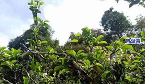 易武普洱茶香气，探索普洱茶的韵味：易武茶区的特别香气