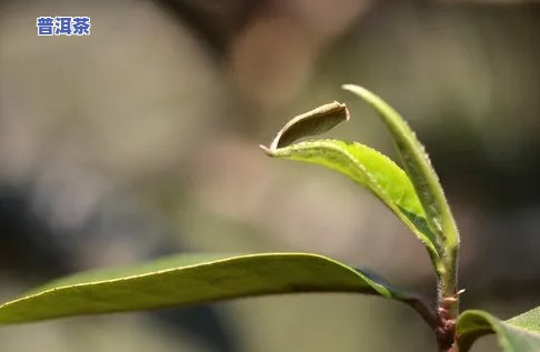 普洱茶的芽头：怎样识别好坏？