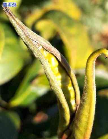 普洱茶芽头多适合收藏吗，普洱茶芽头多是不是适合收藏？你需要熟悉的几个关键因素