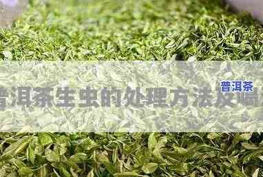 普洱茶饼生虫还能喝吗？熟悉其安全性和解决方法