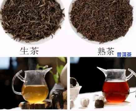 普洱生茶：红茶？绿茶？还是白茶？