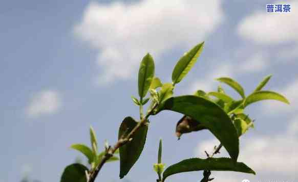 普洱茶一山一味：究竟何为特别韵味？