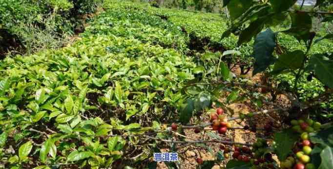 自家院子里的普洱茶-自家院子里的普洱茶能喝吗